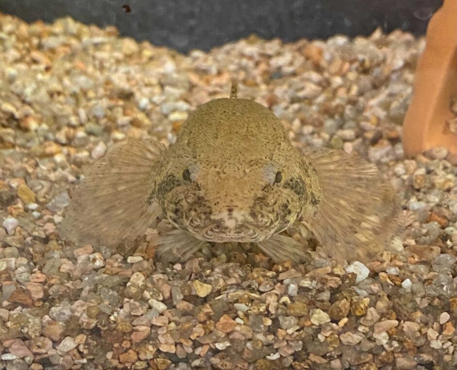 ペット飼ってますか?