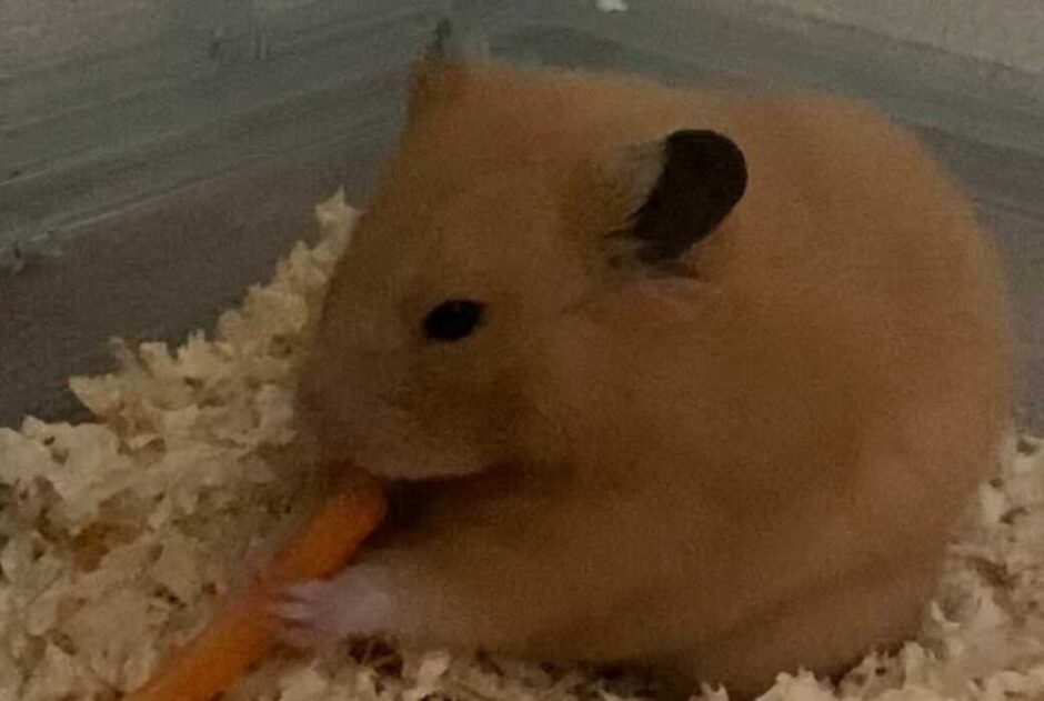 我が家に新しい家族が加わりました。