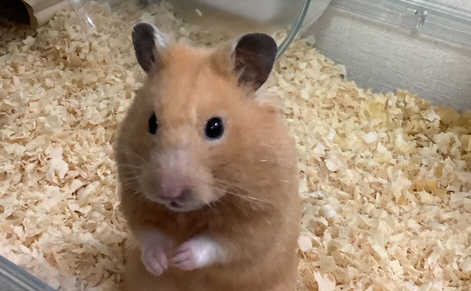 ただただハムスターが寝てるだけのブログ