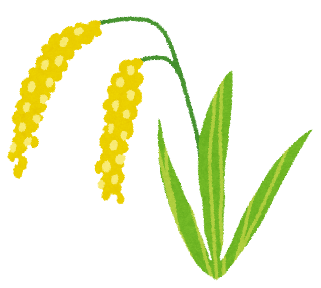 稲刈りの時期です