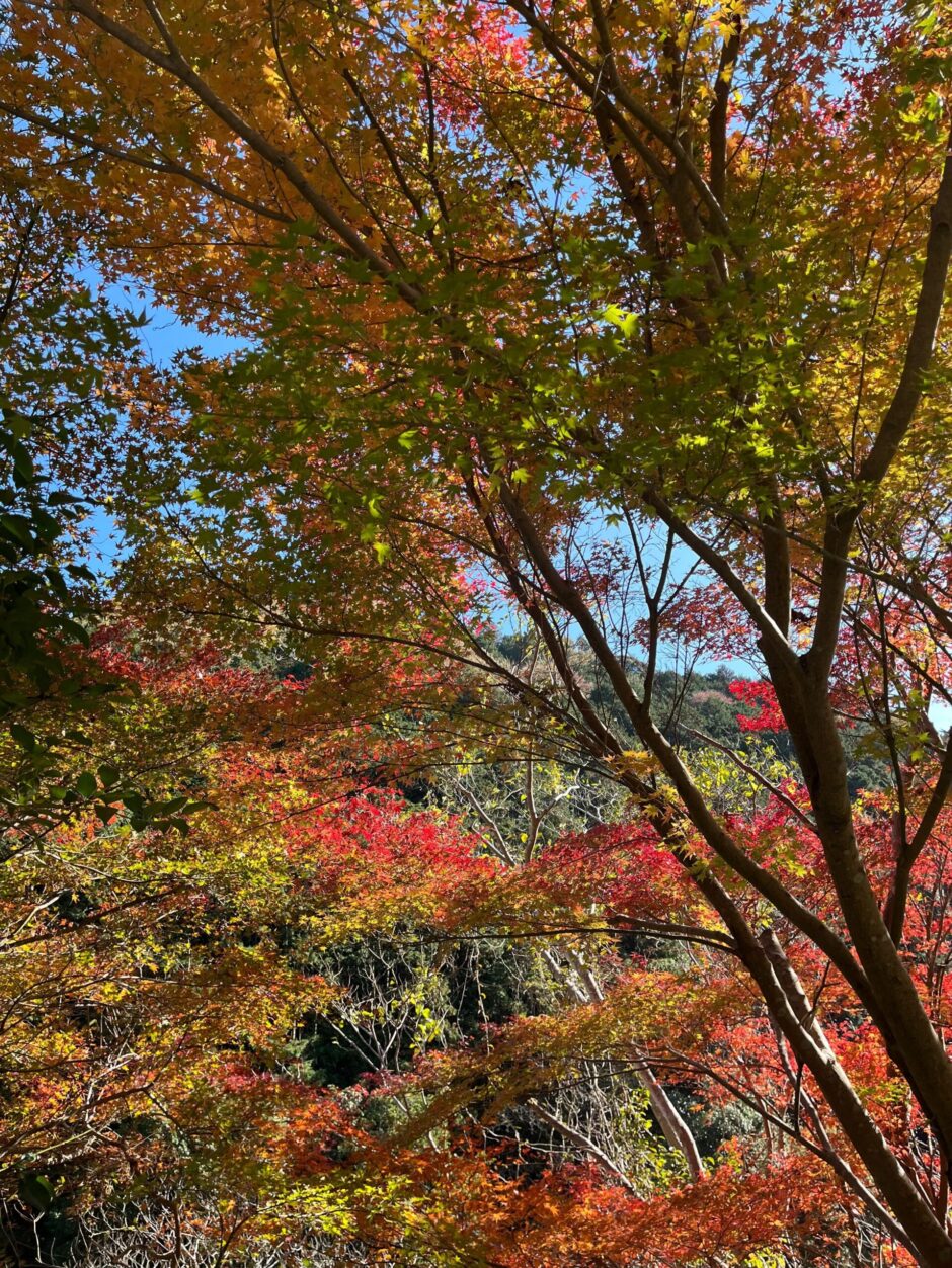 立木観音で厄落とし