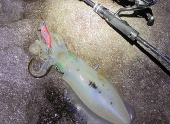 元釣具店スタッフが教える！エギング初心者に必要な道具と基本の釣り方