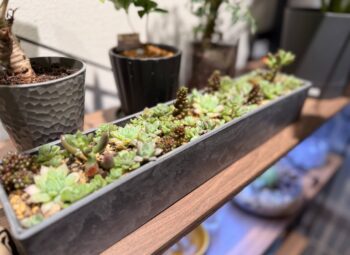 最近は観葉植物にハマっています