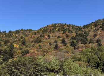 突然のめまいで動けなくなりました。良性発作性頭位変換性めまいの体験記